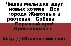   Чишки-малышки ищут новых хозяев - Все города Животные и растения » Собаки   . Пермский край,Краснокамск г.